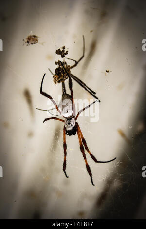 Golden silk-orb tisserands ou bois géant des araignées, ou banane araignée dans sa toile, close-up, de l'Australie Banque D'Images