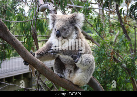 Le Koala mignon rayer lui-même, assis sur un arbre près de Melbourne, Australie Banque D'Images