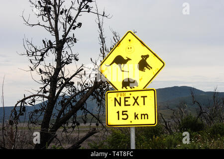 Des animaux australiens road sign : kangourou, le koala et wombat Banque D'Images