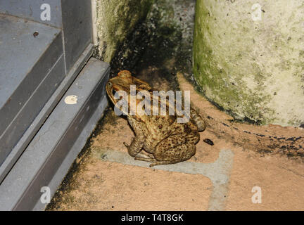 Une Cane toad assis près d'une porte en face d'une autoroute roadhouse dans le Nord de l'Australie Banque D'Images