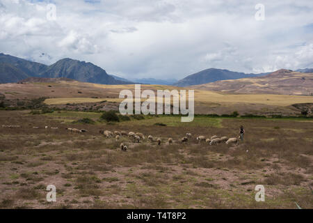 Berger avec ses moutons l'élevage dans la montagne près de Cusco, Pérou Banque D'Images