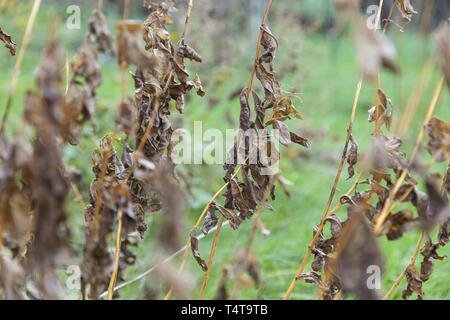 Les plantes en hiver Banque D'Images