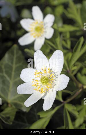 Fleurs anémone des bois (Anemone nemorosa) Banque D'Images