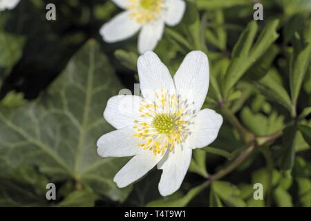 Fleurs anémone des bois (Anemone nemorosa) Banque D'Images