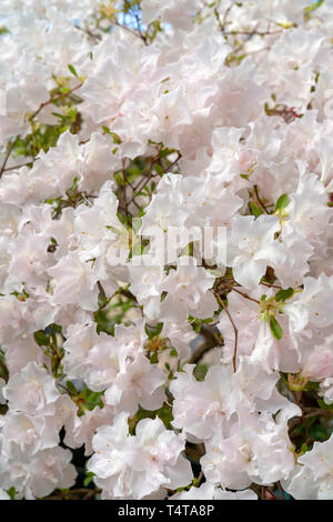 Blooming white rhododendron (azalea), close-up, selective focus, copiez l'espace. Banque D'Images