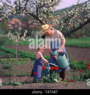 Grand-père et sa petite fille arrosoir des tulipes dans un jardin Banque D'Images