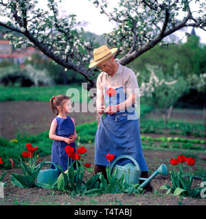 Grand-père et sa petite fille arrosoir des tulipes dans un jardin Banque D'Images