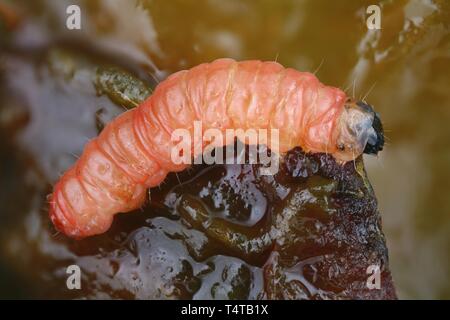 Caterpillar, prune du pêcher (Grapholita funebrana) Banque D'Images