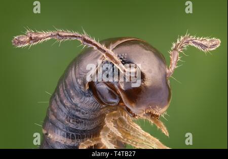 Close-up of a (Tachypodoiulus niger Myriopodes) Banque D'Images