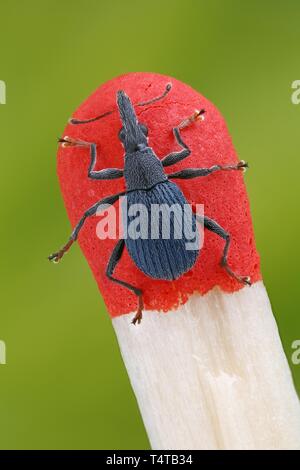 Peu de charançons (Curculionidae) sur le bout d'un match Banque D'Images