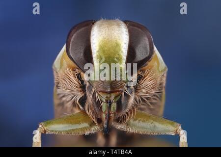Chef d'un backswimmer (Notonecta) Banque D'Images