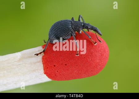 Peu de charançons (Curculionidae) sur le bout d'un match Banque D'Images