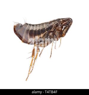 Flea in front of white background (Siphonaptera) Banque D'Images