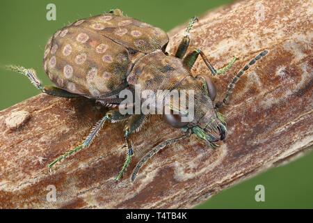 Zabre (Elaphrus riparius) sur une branche Banque D'Images