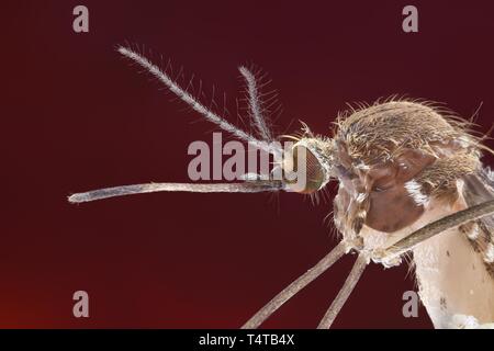 Vue latérale d'un moustique (Culex pipiens) avec proboscis tendue Banque D'Images