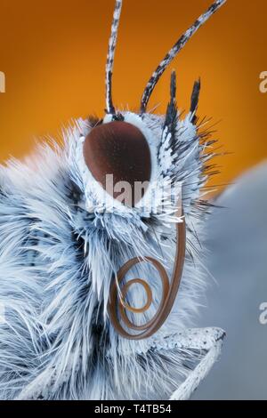 Portrait d'un papillon (Polyommatus icarus) avec proboscis Banque D'Images