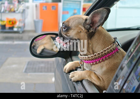 Brun mignon chien bouledogue français à la fenêtre de voiture ouverte Banque D'Images