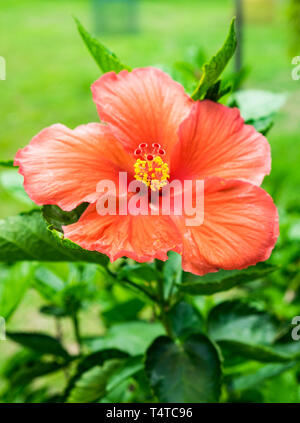 Orange rouge rose de Chine Hibiscus fleur fleur hawaïenne ornementaux colorés Banque D'Images