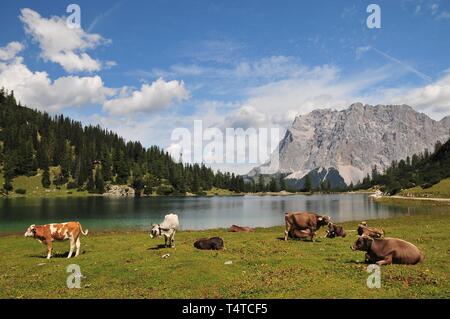 L'Alp à Sebensee, dans l'arrière-plan le massif de la Zugspitze, Tyrol, Autriche, Europe Banque D'Images