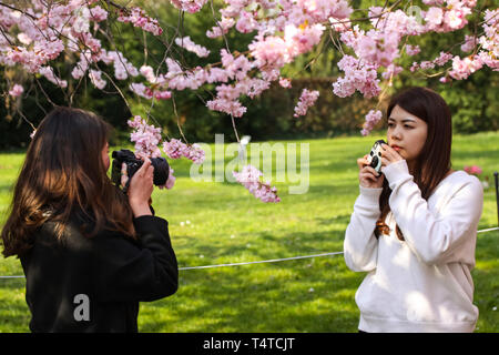 Deux filles asiatiques non identifiés à prendre des photos d'eux-mêmes sous un arbre en fleurs fleurs de cerisier japonais. Copenhague, Danemark - 5 avril 2019. Banque D'Images