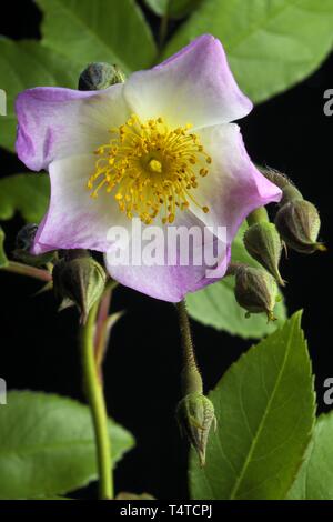 Rambler Rose (Rosa) Francis Lester, producteur Lester Rose Jardins 1946 Banque D'Images