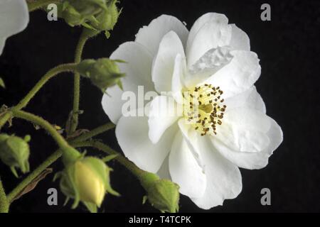 Rambler Rose (Rosa) Rambling Rector Banque D'Images