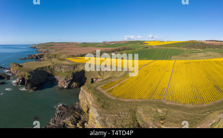 Vue aérienne d'un champ de jonquilles au sommet d'une falaise par la vieille église de Kinneff, Aberdeenshire, Écosse. Banque D'Images