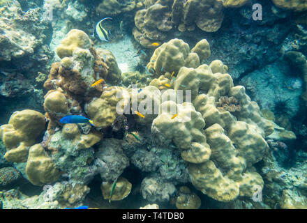 Diverses espèces de poissons nager sur le récif rocheux dans la mer d'Andaman Banque D'Images