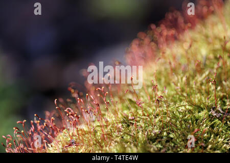 Forêt magique, moss avec spore rouge gélules close up. Macro shot colorés des contes de la nature, rêve de fond Banque D'Images