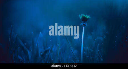 Une fleur de pissenlit jaune dans la soirée champ bleu entre les herbes avec de l'eau gouttes Banque D'Images