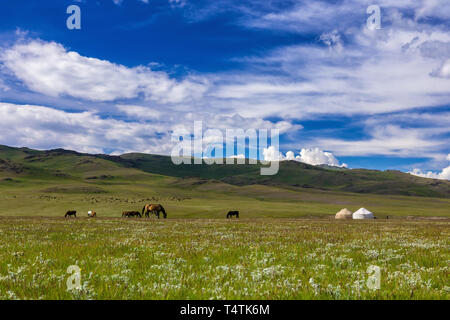 Les pâturages traditionnels dans les hautes montagnes. Le Kirghizistan. Yourte traditionnelle Banque D'Images