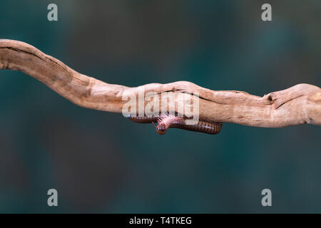 Des Diplopodes (mille-pattes) sur la branche en bois - libre avec selctive focus Banque D'Images