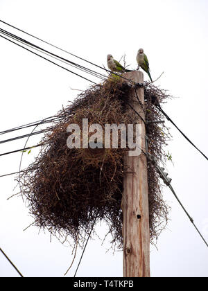 Les perroquets sont debout sur un nid construit sur un poste électrique à Villa de Merlo, San Luis Argentine. Banque D'Images