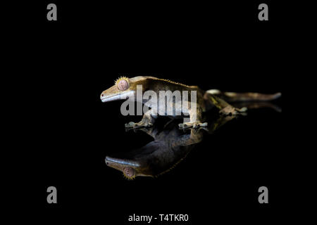 Crested Gecko (Correlophus ciliatu) avec réflexion sur fond noir - libre avec selective focus Banque D'Images