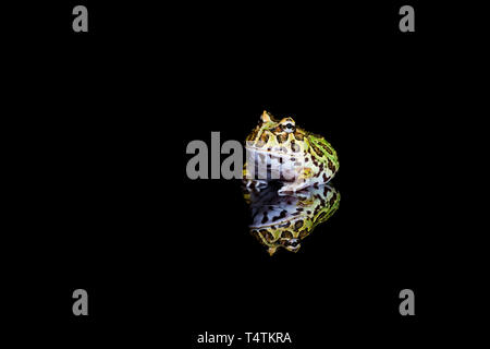 La grenouille cornue d'Argentine (Ceratophrys ornata) avec réflexion sur backgrond noir - libre avec selective focus Banque D'Images