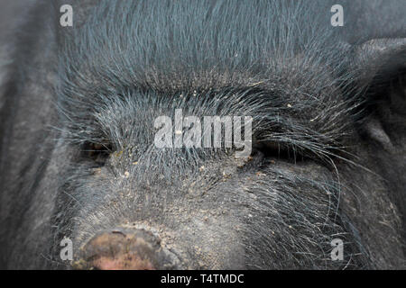Close up de faire face à l'accent sur les yeux d'un vietnamien de disparition noir pot-bellied pig Banque D'Images