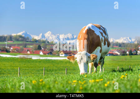 Bovins tachetés de produits frais et juteux meadow en campagne bavaroise Banque D'Images