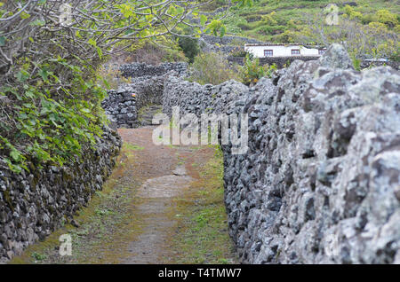 Vignobles traditionnels dans les pentes de Sao Lourenço, de la baie de Santa Maria, la côte est de l'îles des Açores Banque D'Images