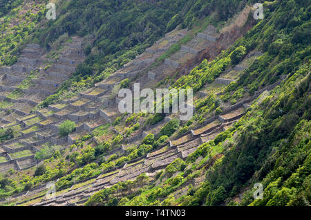 Vignobles traditionnels dans les pentes de Sao Lourenço, de la baie de Santa Maria, la côte est de l'îles des Açores Banque D'Images