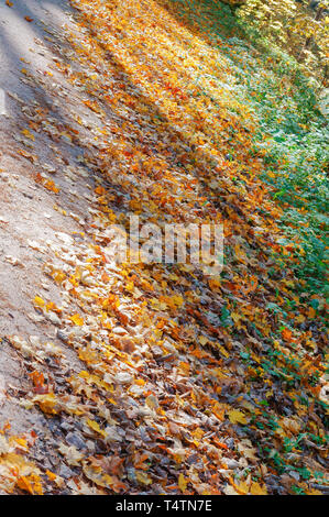 Rouge et jaune feuilles d'arbres, la route dans la forêt d'automne Banque D'Images