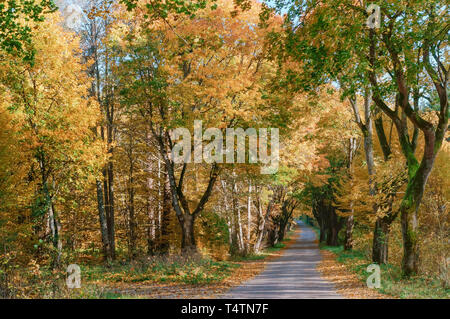 Rouge et jaune feuilles d'arbres, la route dans la forêt d'automne Banque D'Images