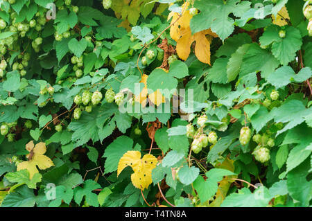 Humulus lupulus, le houblon est l'escalade, les fruits sur les branches Humulus Banque D'Images