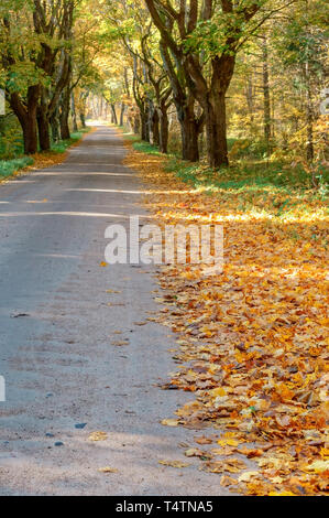 Rouge et jaune feuilles d'arbres, la route dans la forêt d'automne Banque D'Images