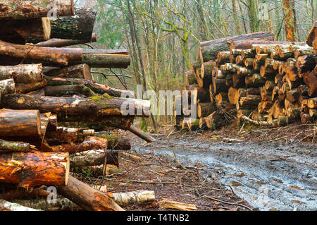 Les arbres abattus dans la forêt, l'exploitation forestière sur le bord des routes Banque D'Images