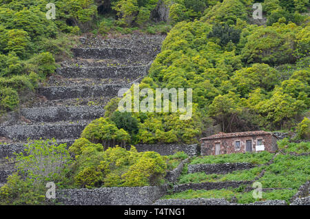 Vignobles traditionnels dans les pentes de Sao Lourenço, de la baie de Santa Maria, la côte est de l'îles des Açores Banque D'Images