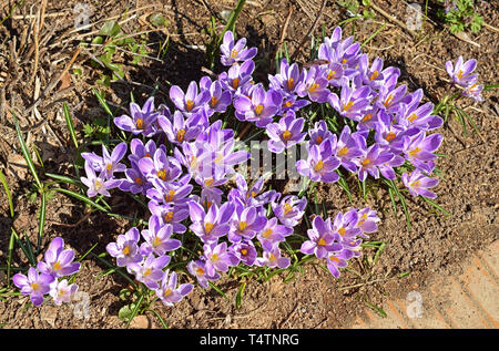 Belle première fleurs du printemps. Crocus vernus Banque D'Images