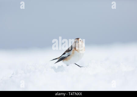 Bruant des neiges au Ben Nevis, un oiseau de l'Arctique qu'ils existent au sommet des montagnes en Ecosse Banque D'Images