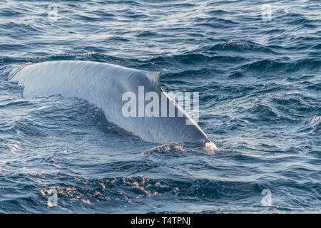 Rorqual bleu (Balaenoptera musculus) sur la surface au large de la côte de Baja California. Banque D'Images