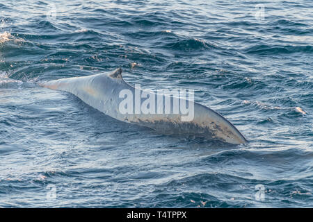 Rorqual bleu (Balaenoptera musculus) sur la surface au large de la côte de Baja California. Banque D'Images