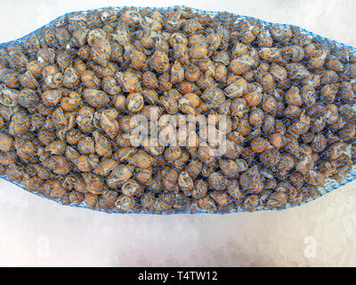 Escargots de mer emballé dans un filet en plastique sur la glace. Banque D'Images